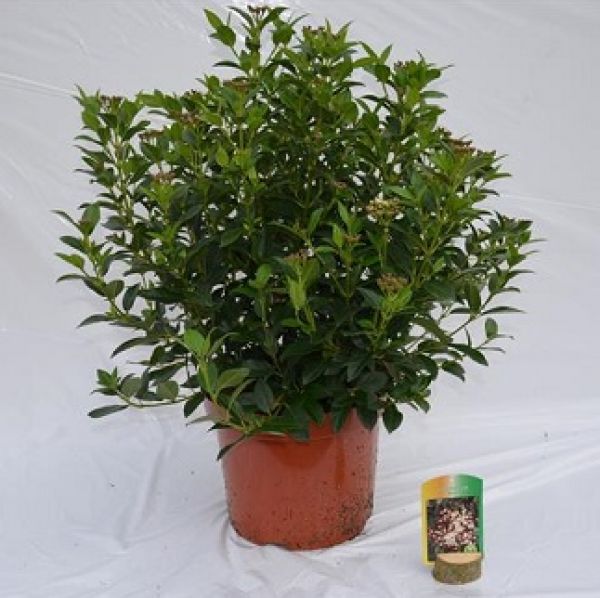 VIBURNUM TINUS