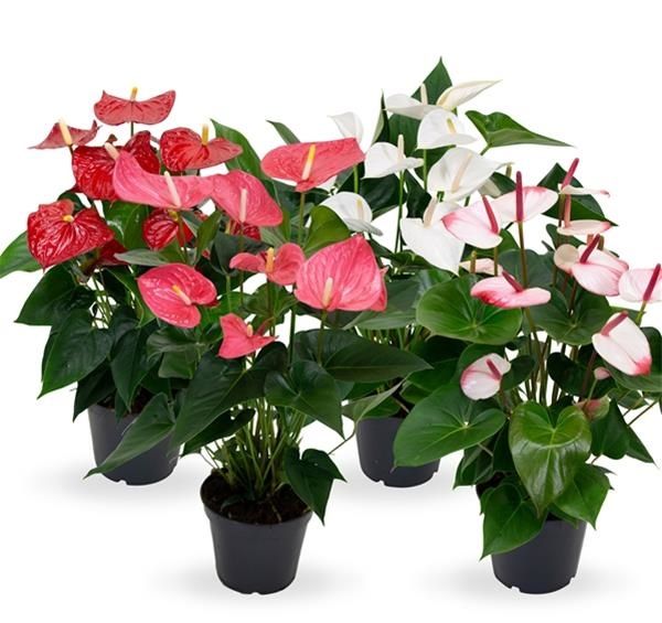 ANTHURIUM MIX