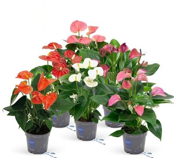 ANTHURIUM MIX