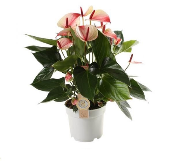 ANTHURIUM MYSTIQUE