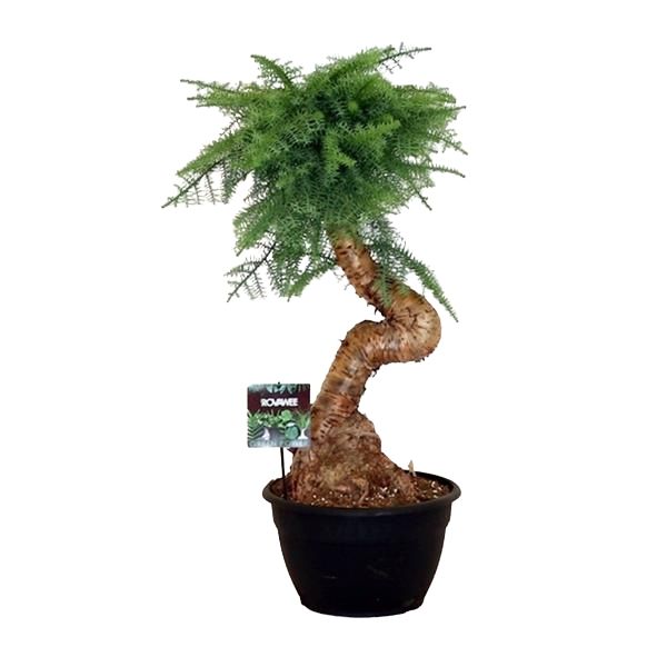 ARAUCARIA CUNNINGHAMII BONSAI
