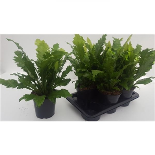 ASPLENIUM CAMPIO