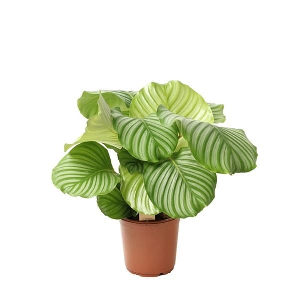 CALATHEA ORBIFOLIA