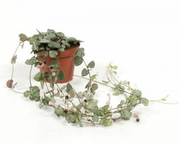 CEROPEGIA WOODII