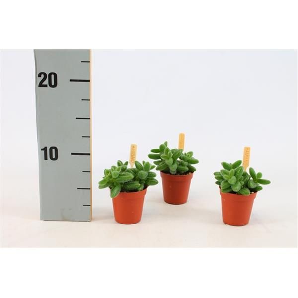 DELOSPERMA ECHINATUM