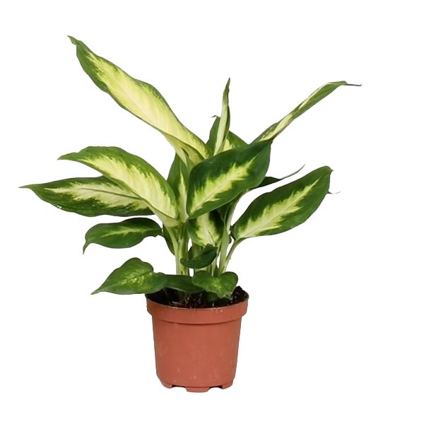 DIEFFENBACHIA CAMILLA