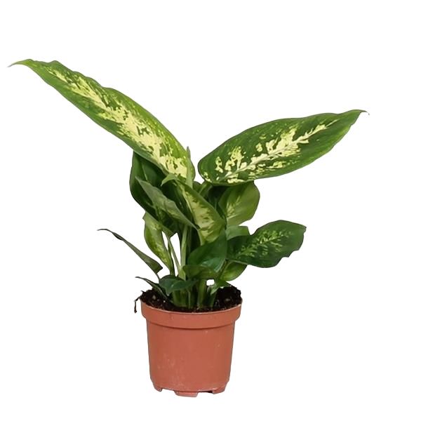 DIEFFENBACHIA COMPACTA