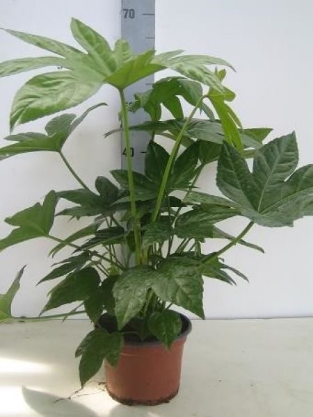 FATSIA JAPONICA