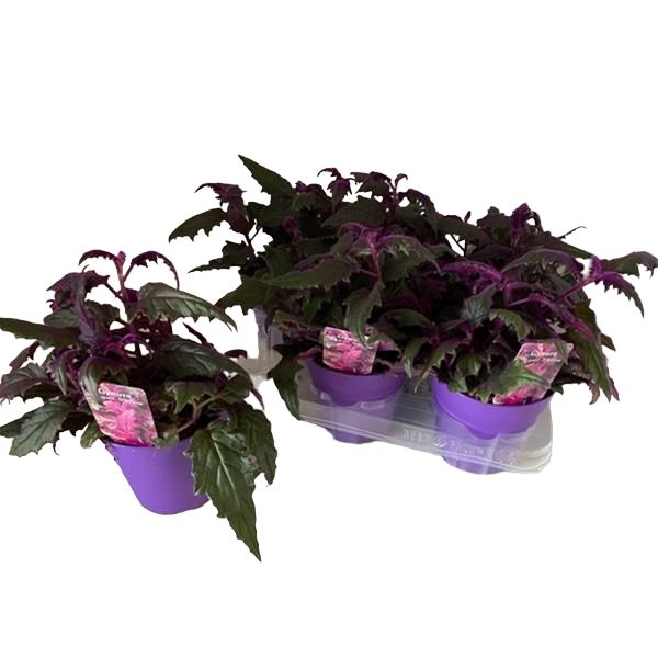 GYNURA PURPLE PASSION