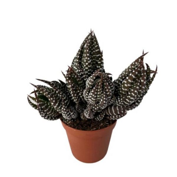 HAWORTHIA COARCTATA