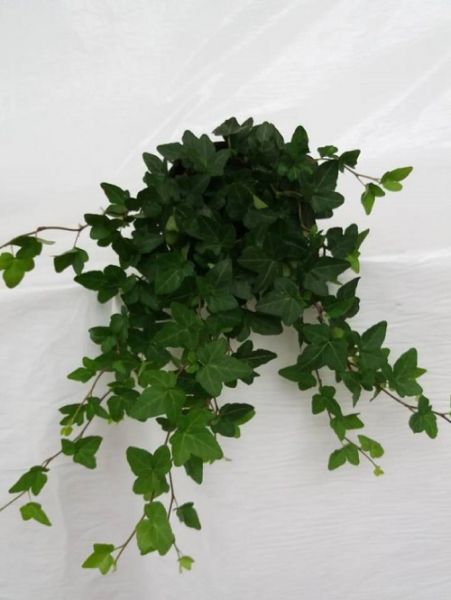 HEDERA