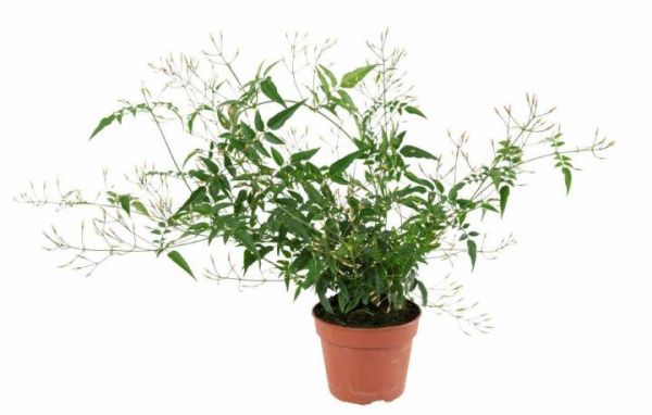 JASMINUM POLYANTHUM