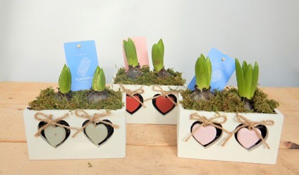 O-HYACINTHUS - CAISSETTE 2 COEURS