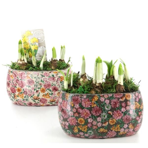 O-NARCISSUS - LATE FASHION 2603