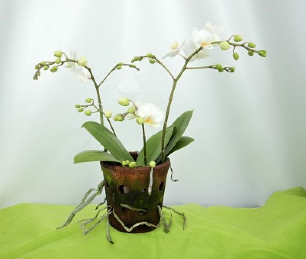 PHALAENOPSIS 4T TERRA WHITE