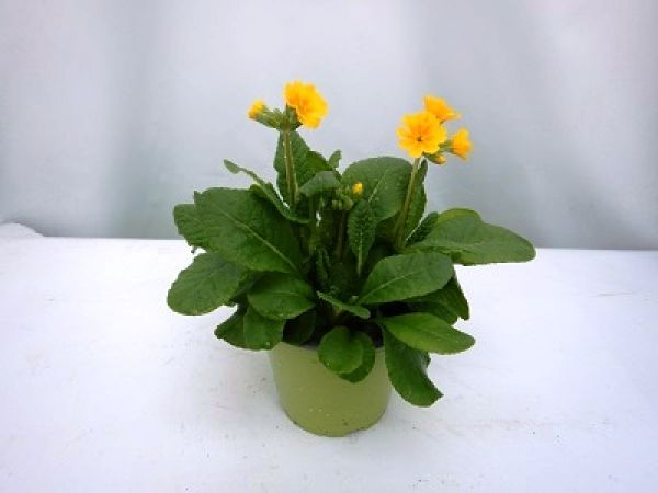 PRIMULA VERIS
