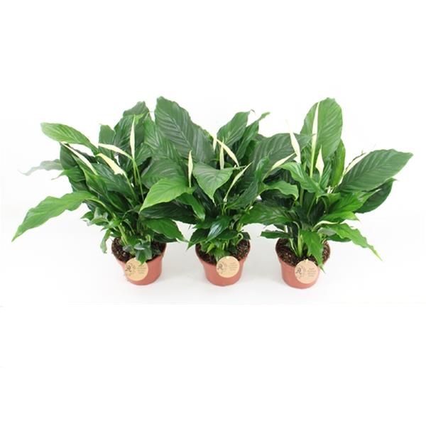SPATHIPHYLLUM PICO CUPIDO
