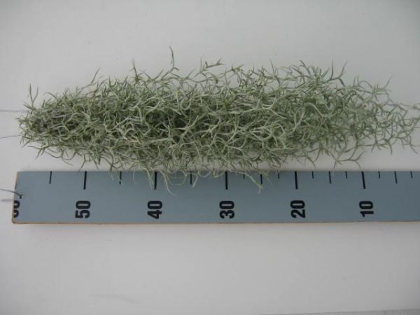 TILLANDSIA USNOIDES