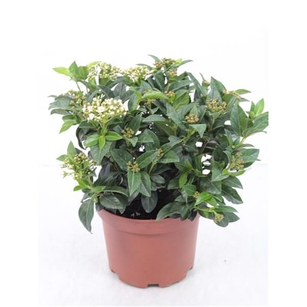 VIBURNUM TINUS