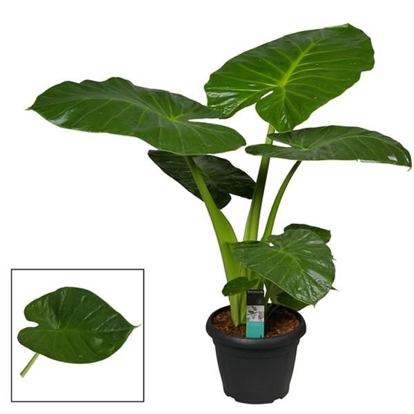 ALOCASIA CALIDORA