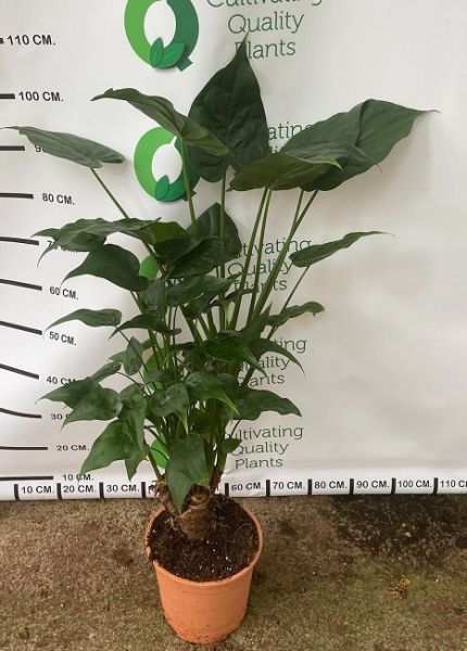 ALOCASIA CUCULLATA