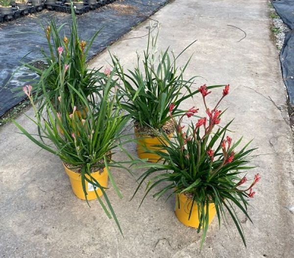 ANIGOZANTHOS HYBRIDE