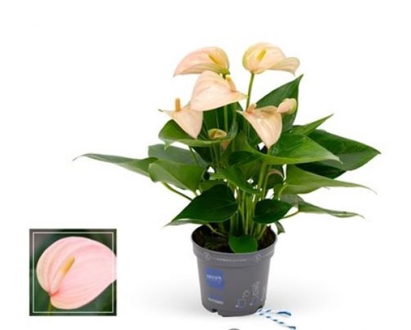 ANTHURIUM PEACH