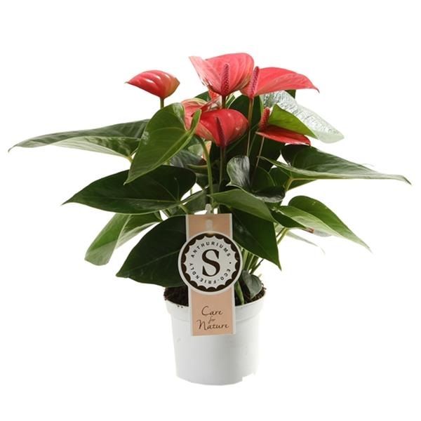 ANTHURIUM PINK