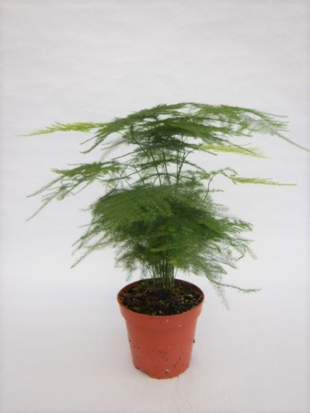 ASPARAGUS PLUMOSUS