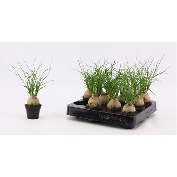 BEAUCARNEA NOLINA BOULE