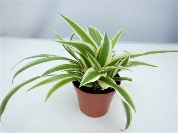 CHLOROPHYTUM LAXUM