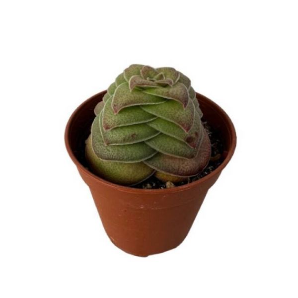 CRASSULA CAPITELLA TURRITA