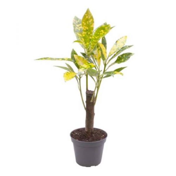 CROTON VAR.AUCUBAEFOLIUM / CODIAEUM