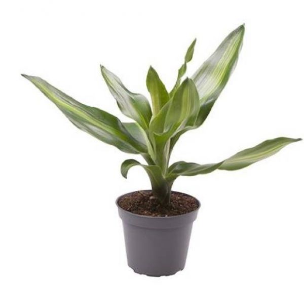 DRACAENA FRAGRANS HAWAIIAN