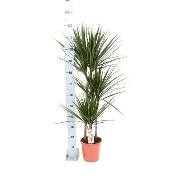DRACAENA MARGINATA