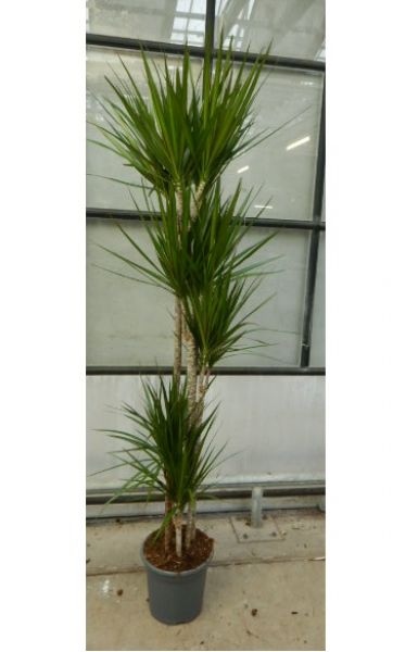 DRACAENA MARGINATA
