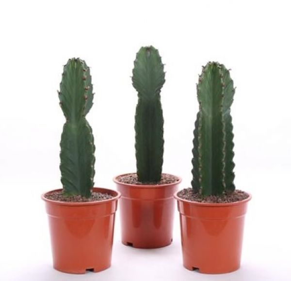 EUPHORBIA INGENS
