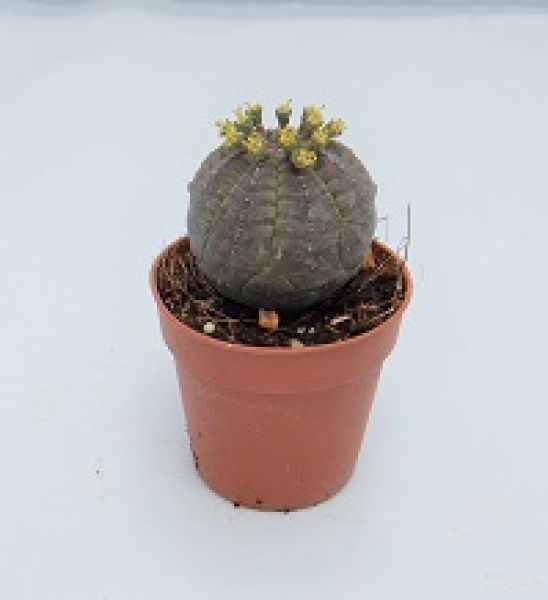 EUPHORBIA OBESA