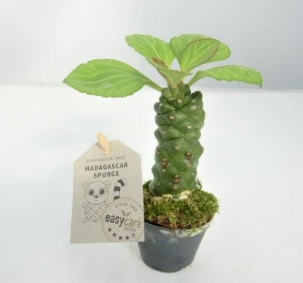 EUPHORBIA RITCHEI
