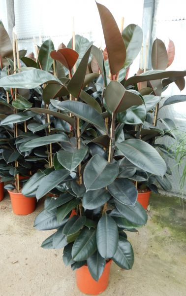 FICUS ABIDJAN
