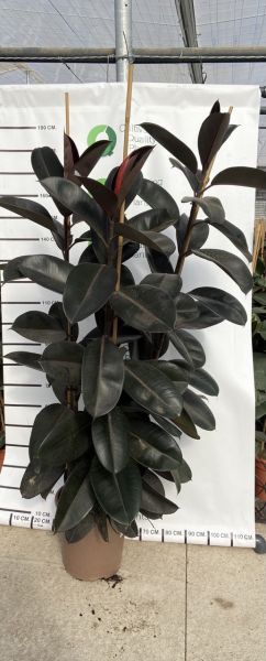 FICUS ABIDJAN