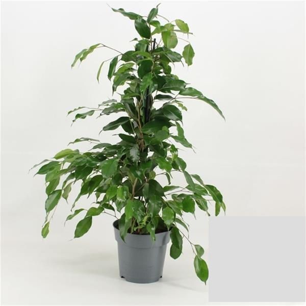 FICUS BENJAMINA DANIELLE