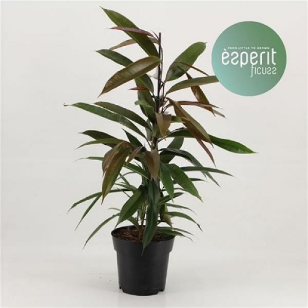 FICUS BINNENDIJKII ALII