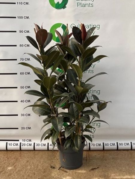 FICUS MELANY