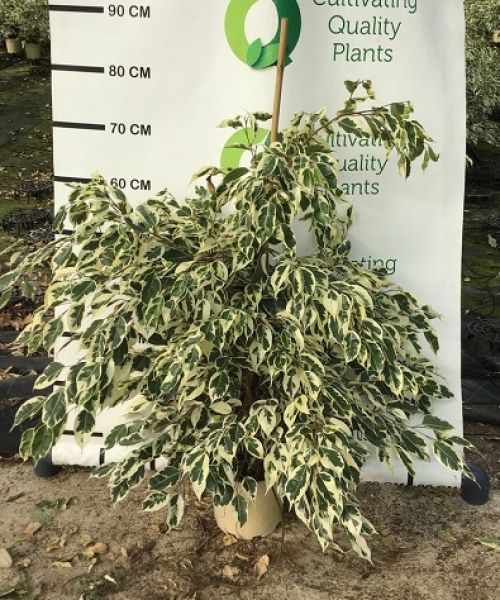 FICUS TWILIGHT