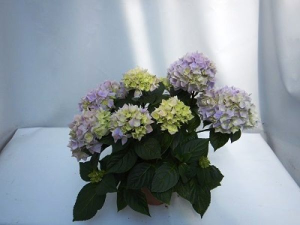 HYDRANGEA MACROPHYLLA
