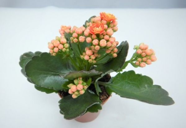 KALANCHOE CALANDIVA