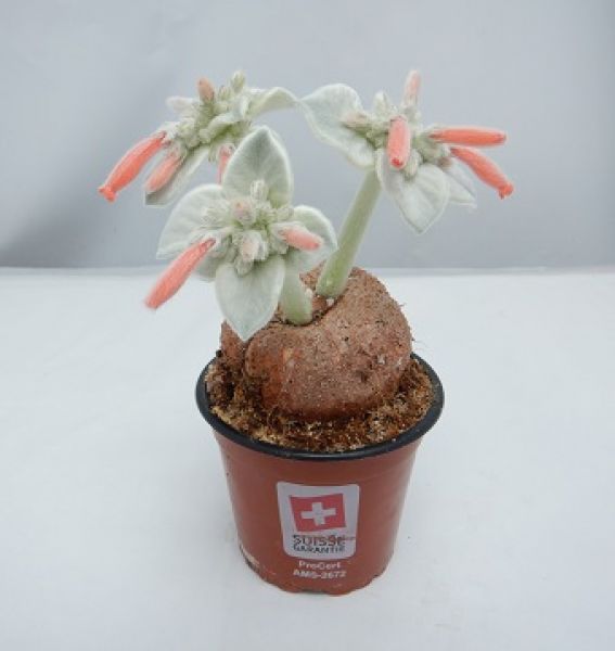 SINNINGIA LEUCOTRICHA