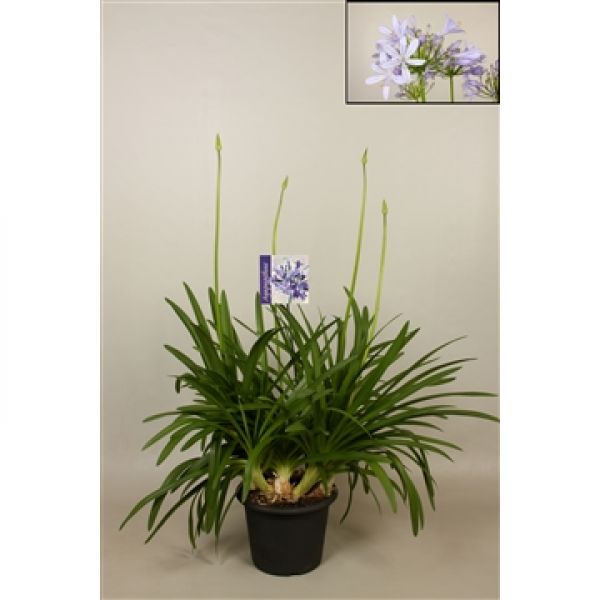 AGAPANTHUS BIG BLUE