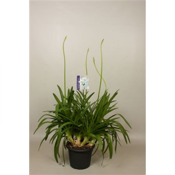 AGAPANTHUS BIG WHITE